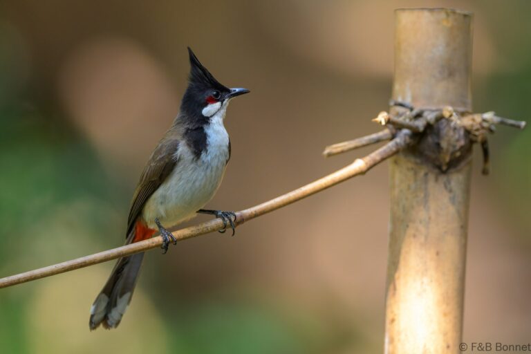 Red-whiskered Bulbul_China-2