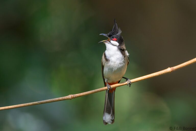 Red-whiskered Bulbul_China-4