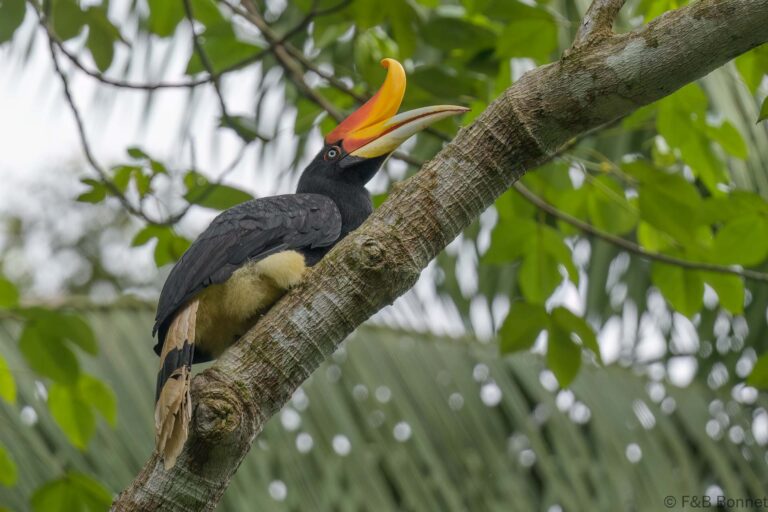 Rhinoceros hornbill thailand 1