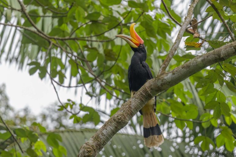 Rhinoceros hornbill thailand 2