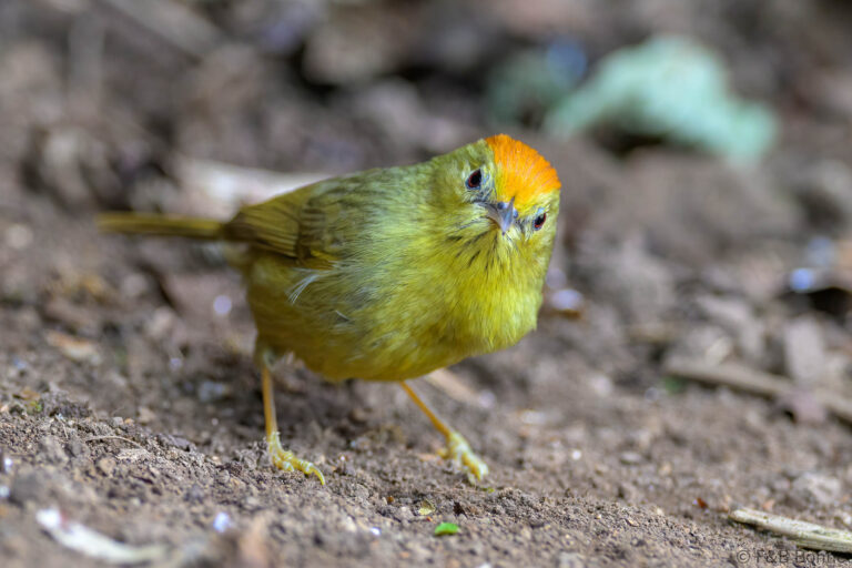 Rufous-capped Babbler_China-2