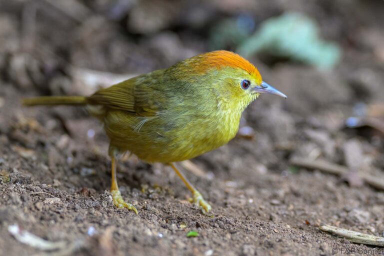 Rufous-capped Babbler_China-3