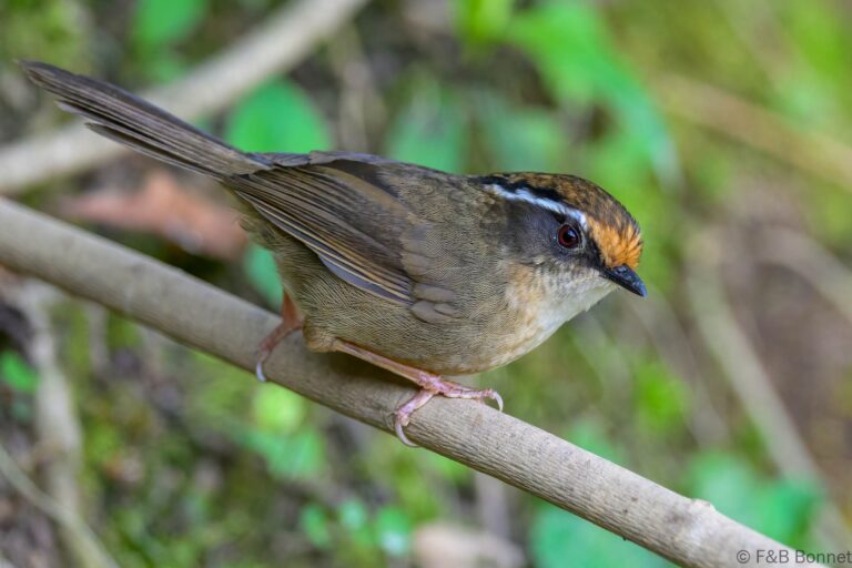 Rusty-capped Fulvetta_China-2