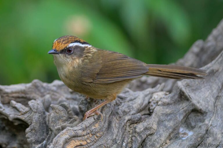 Rusty-capped Fulvetta_China-3