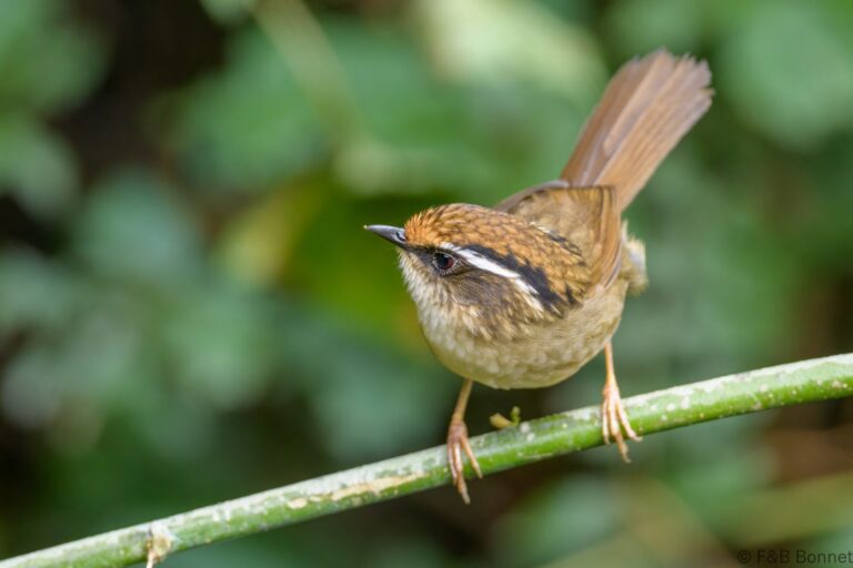 Rusty-capped Fulvetta_China-4