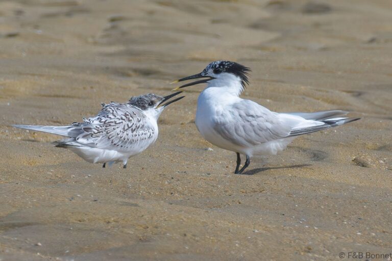 Sandwich Tern_France-1