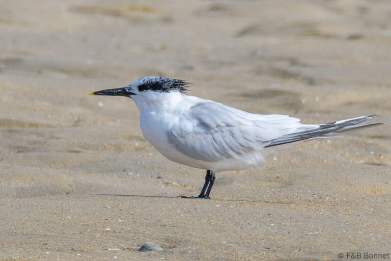 Sandwich Tern_France-2
