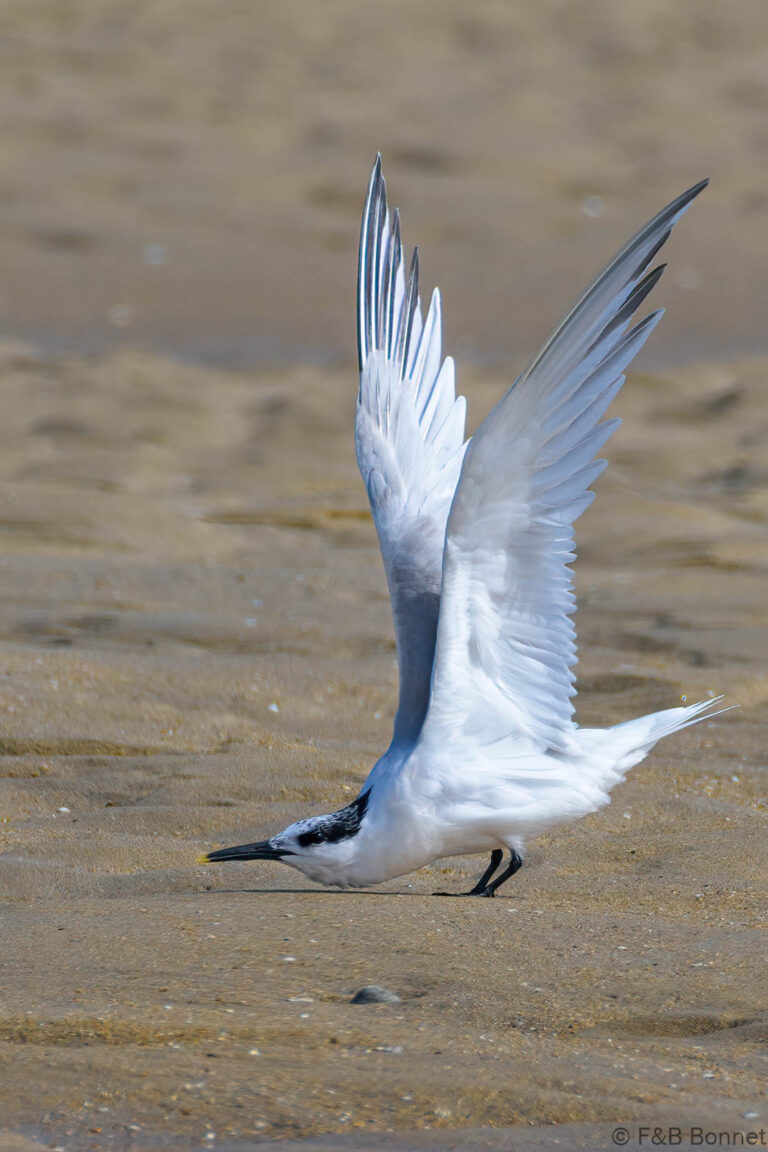 Sandwich Tern_France-3
