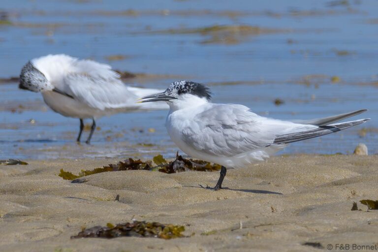 Sandwich Tern_France-4