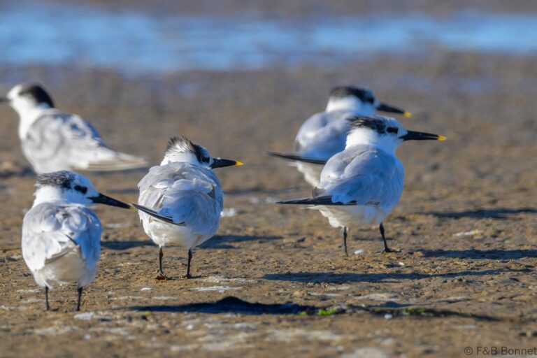 Sandwich Tern_South Africa-1