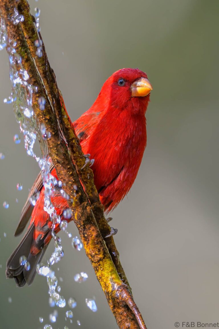 Scarlet Finch_China-1
