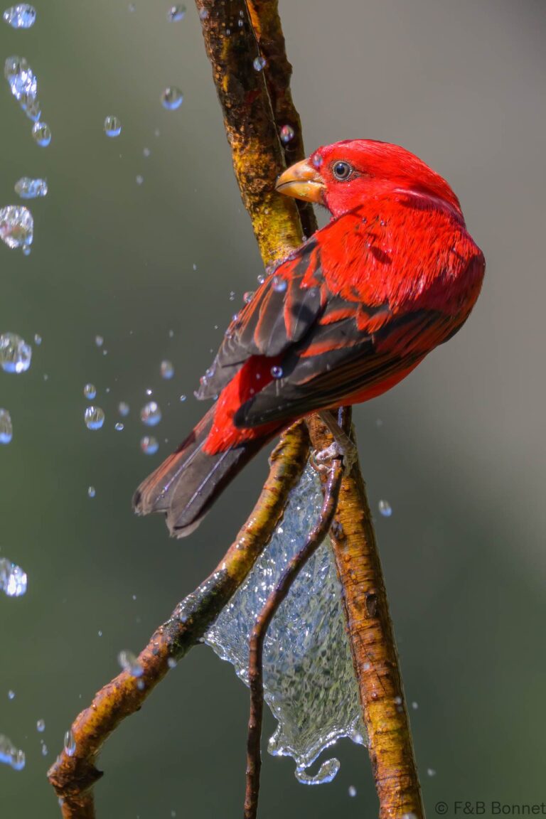 Scarlet Finch_China-4