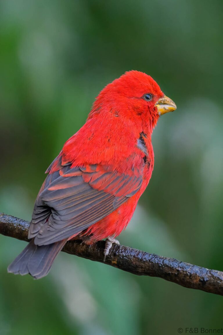 Scarlet Finch_China-5