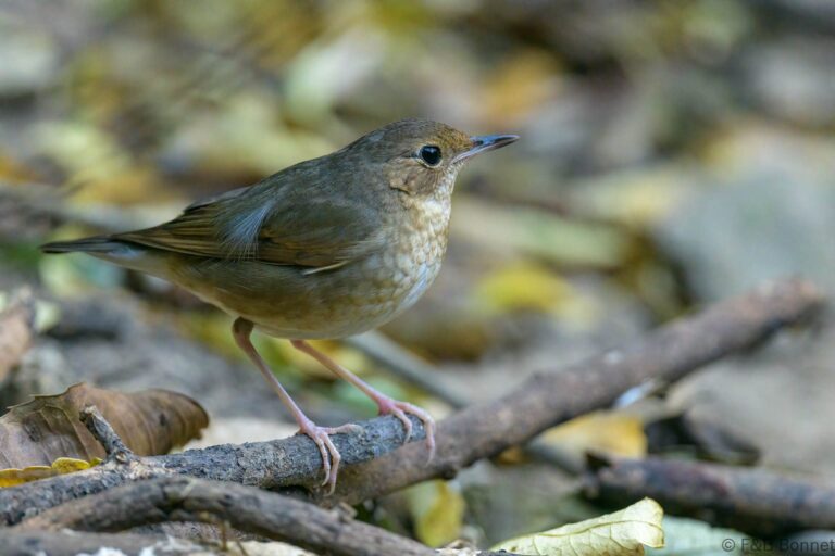 Siberian blue robin thailand 6