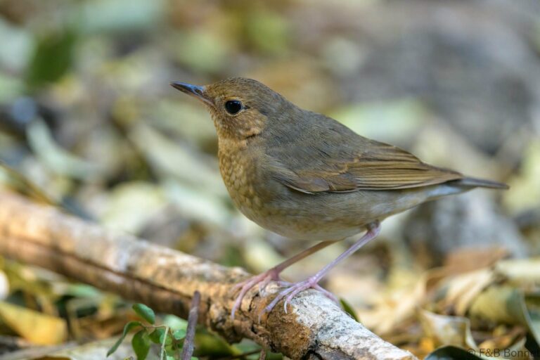Siberian blue robin thailand 7