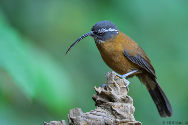 Slender-billed Scimitar Babbler_China-1