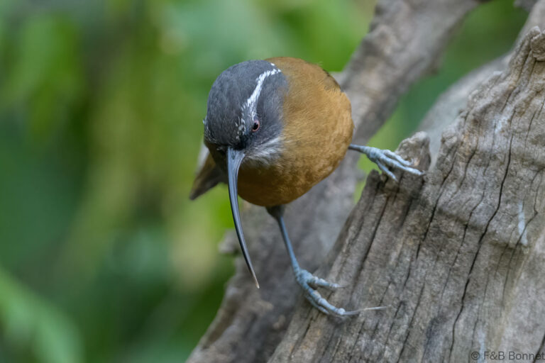 Slender-billed Scimitar Babbler_China-2