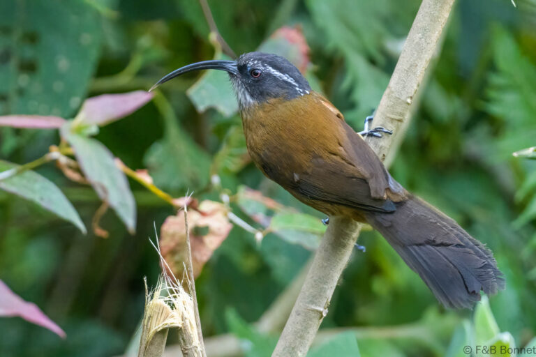 Slender-billed Scimitar Babbler_China-3