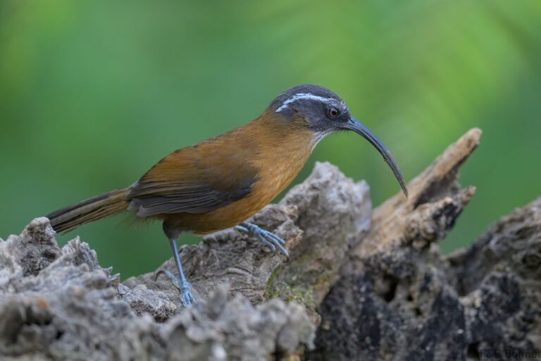 Slender-billed Scimitar Babbler_China-4