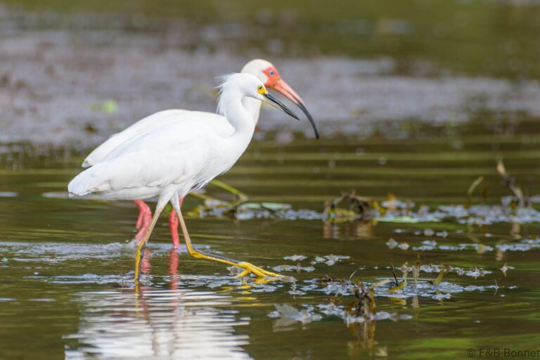 Snowy egret costa rica 1