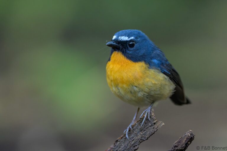 Snowy browed flycatcher indonesia 1
