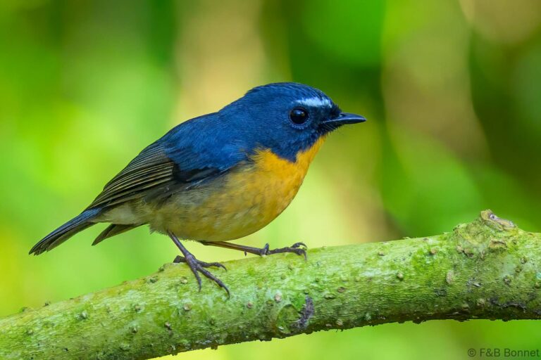 Snowy browed flycatcher indonesia 2