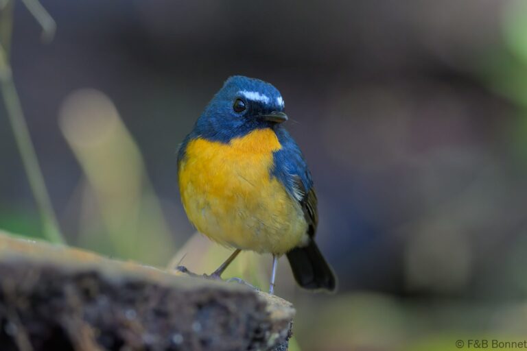 Snowy browed flycatcher indonesia 3