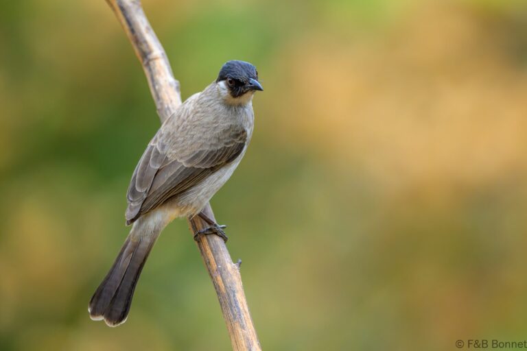 Sooty headed bulbul thailand 3