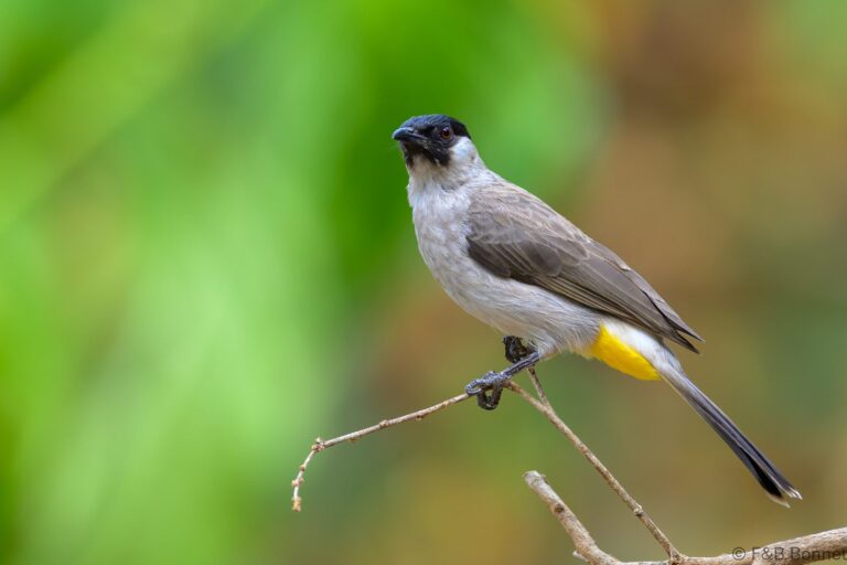 Sooty headed bulbul thailand 4