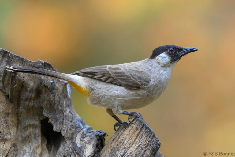Sooty headed bulbul thailand 5