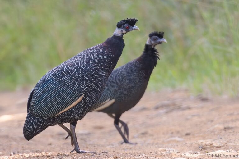 Southern Crested Guineafowl_South Africa-1