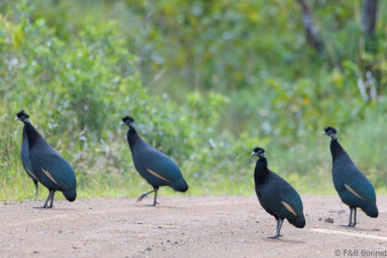 Southern Crested Guineafowl_South Africa-2