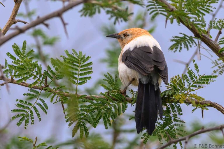 Southern Pied Babbler_South Africa-1