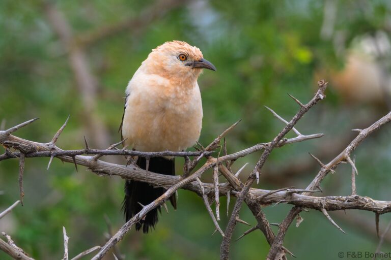 Southern Pied Babbler_South Africa-2