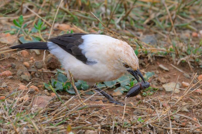 Southern Pied Babbler_South Africa-4