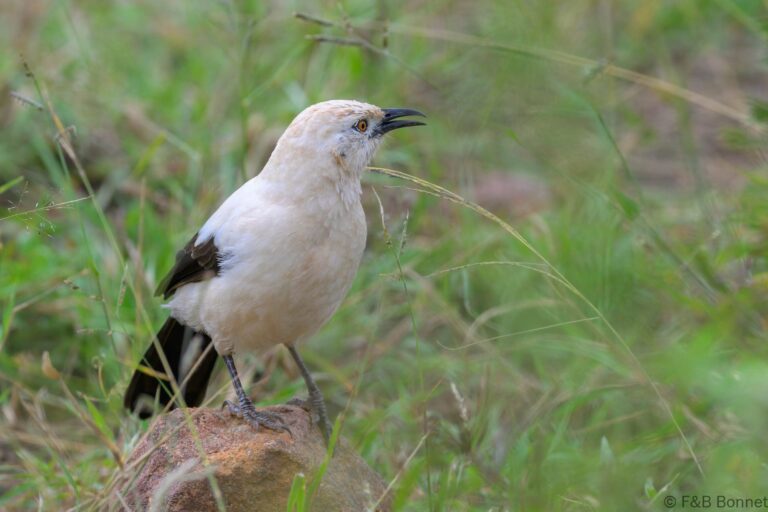 Southern Pied Babbler_South Africa-5