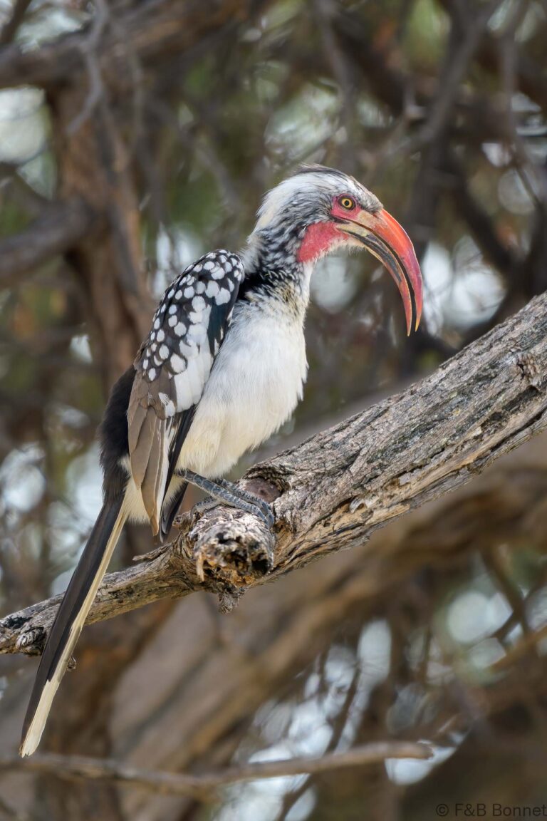Southern red billed hornbill botswana 1
