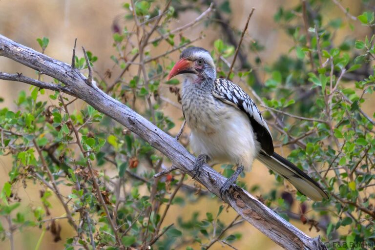 Southern red billed hornbill botswana 2