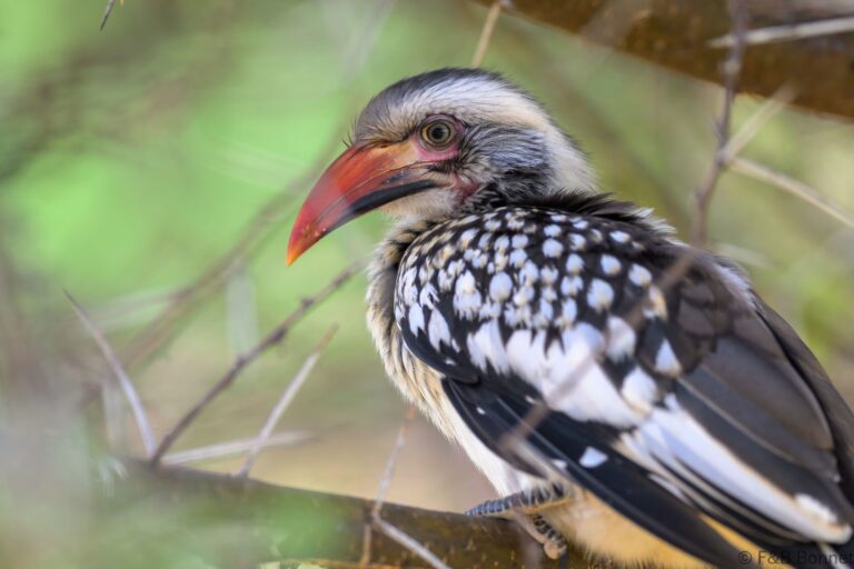 Southern red billed hornbill south africa 3