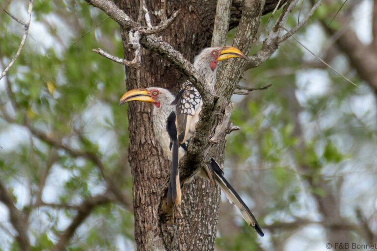 Southern yellow billed hornbill south africa 2