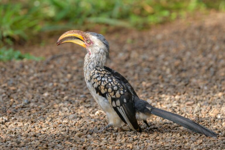 Southern yellow billed hornbill south africa 5