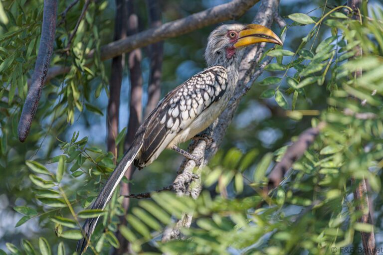 Southern yellow billed hornbill south africa 6