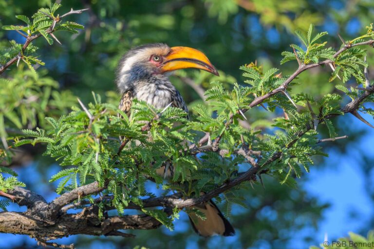 Southern yellow billed hornbill south africa 7