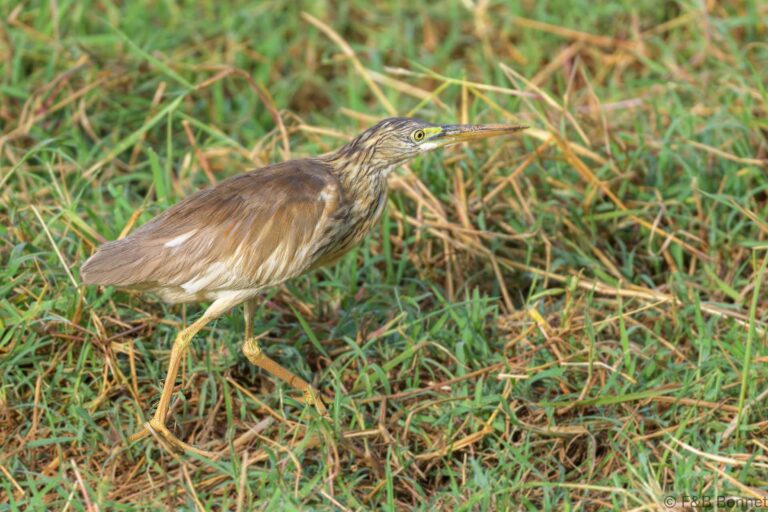 Squacco heron senegal 1