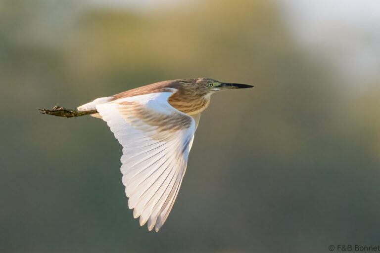 Squacco heron south africa 1