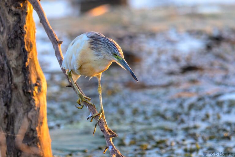 Squacco heron south africa 3
