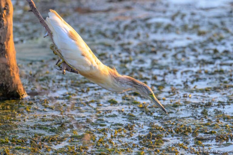 Squacco heron south africa 4