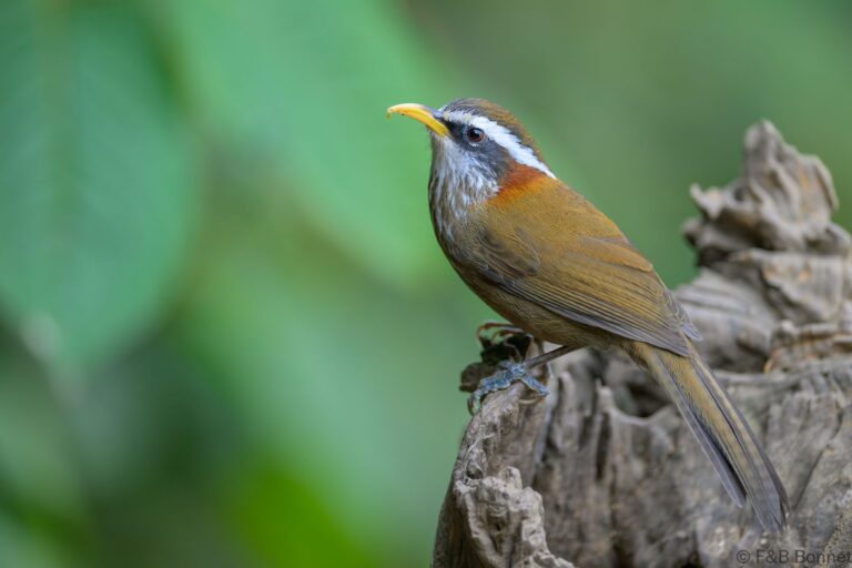 Streak-breasted Scimitar Babbler_China-1