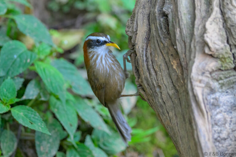 Streak-breasted Scimitar Babbler_China-2