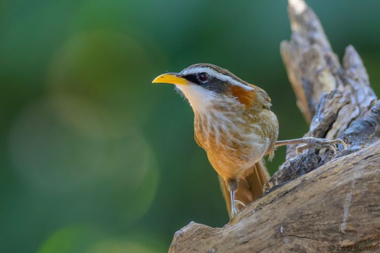 Streak-breasted Scimitar Babbler_China-3